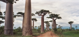 Top Attractions in Madagascar