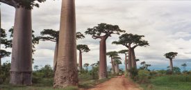 Top Attractions in Madagascar