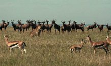 Kenya – Top-Attractions-Travel-Guide