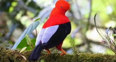 What to do See & Do in Quito, Ecuador